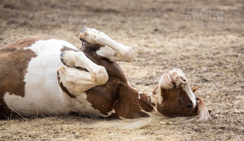 лошадь, рыжий, белый, осень, игра, утро, отдых, сено жизнь хорошаphoto preview