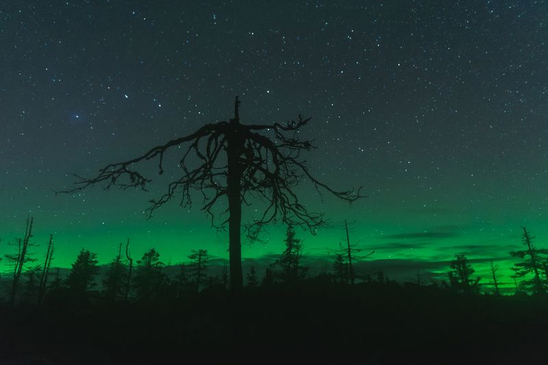 nothern, lights, light, boreal, aurora, night, forest, green, nature, borealis, sky, white, natural, tree, outdoors, silhouette, swirl, glowing, north, pine, astronomy, luminosity, polaris, beautiful, beauty, stars, color, travel, awesome, nightscape, mag Aurora borealis,Vottovaara mountain, Karelia, Russiaphoto preview