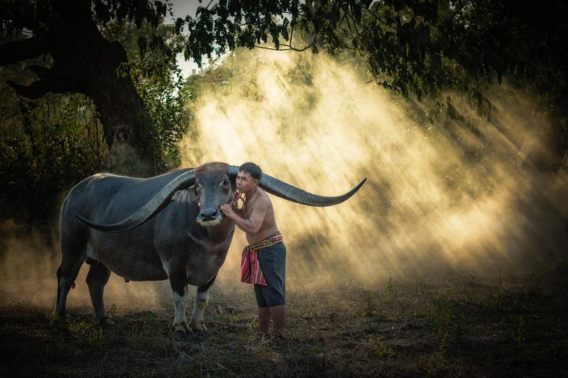 agriculture; animal; asia; asian; beautiful; beauty; buffalo; countryside; couple; culture; cute; face; farm; farmer; farmland; female; field; grass; green; handsome; happiness; happy; laos; leisure; lifestyle; long; love; mammal; meadow; myanmar; nature; Asian farmer with buffalo.photo preview