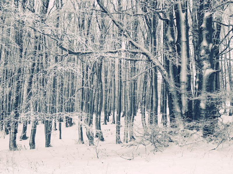 БЕЗ НАЗВАНИЯphoto preview