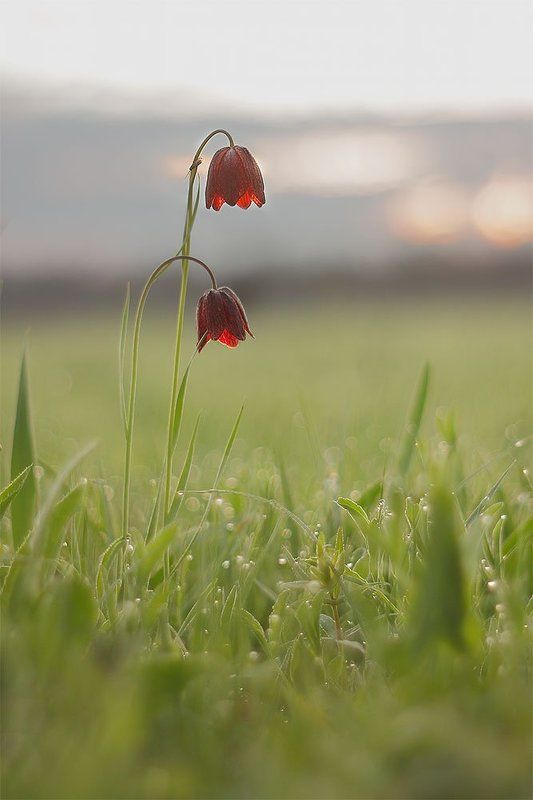 Неповторимый шарм весенних рябчиковphoto preview