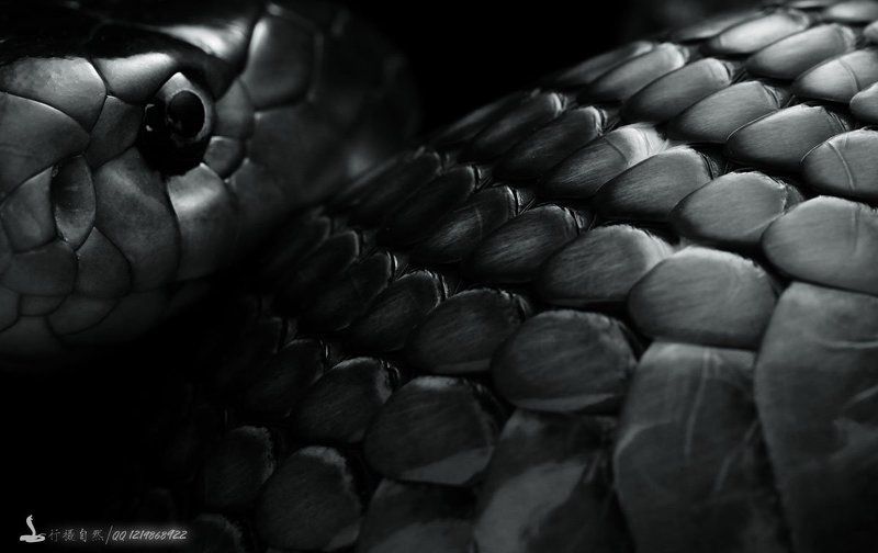 舟山眼镜蛇photo preview