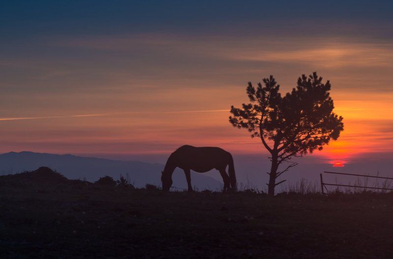 Ходит конь в рассветной тишинеphoto preview