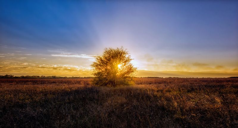 sky ,landscape ,sunset, nature, blue, sun, light, tree, green ,rays The tree of life ..photo preview