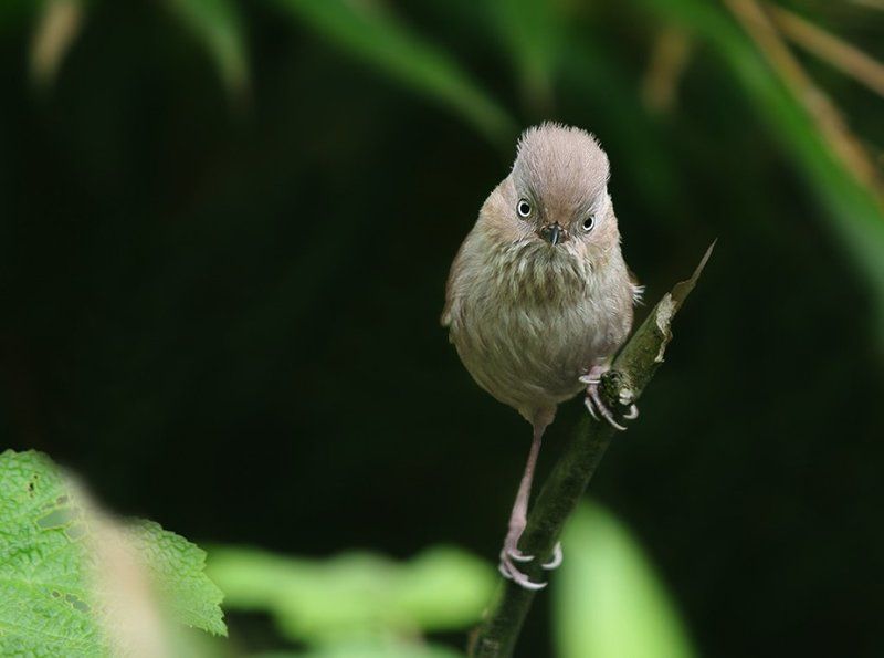 Fulvetta cinereiceps, Timaliidae, Дикая природа, Дикие животные, Птицы, Сероголовая фульветта Суровый фэйсконтрольphoto preview