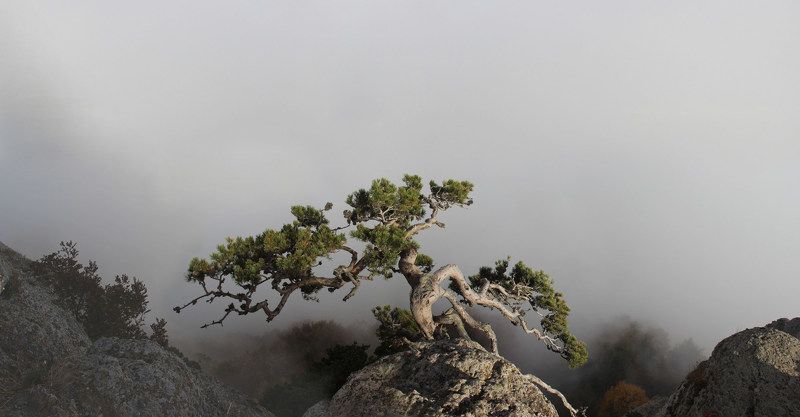 Крым, гора Демерджи Сосна на Демерджиphoto preview