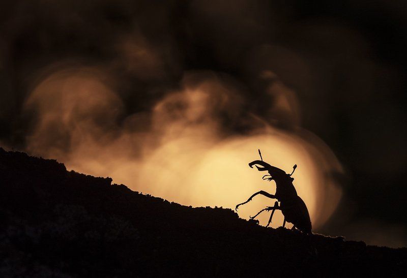 жук-олень Жуки-олениphoto preview