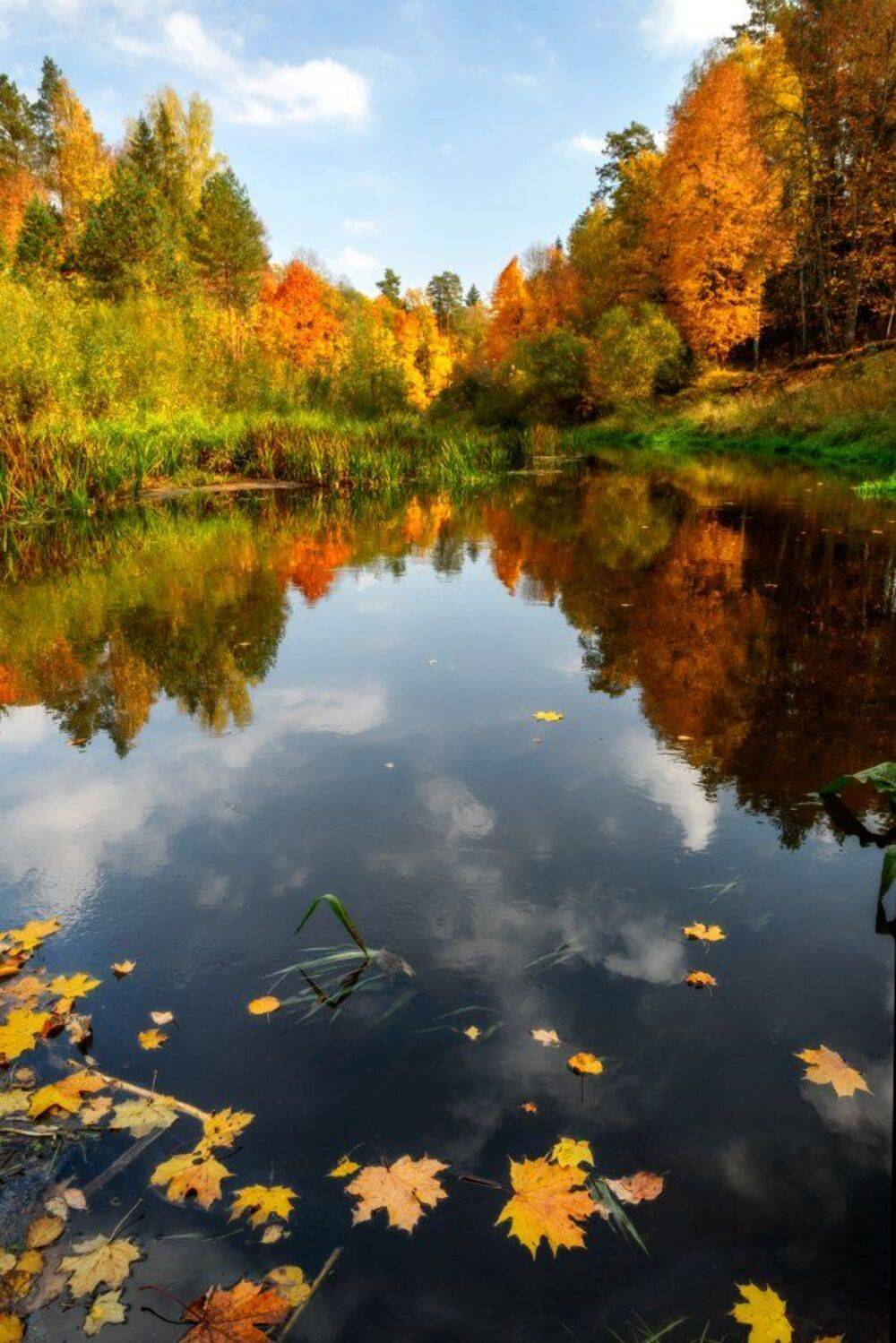Золотая осень, Кленовые листья, Лес, Небо, Осень, Отражение, Пейзаж, Природа, Река, Россия, Юлия Лаптева