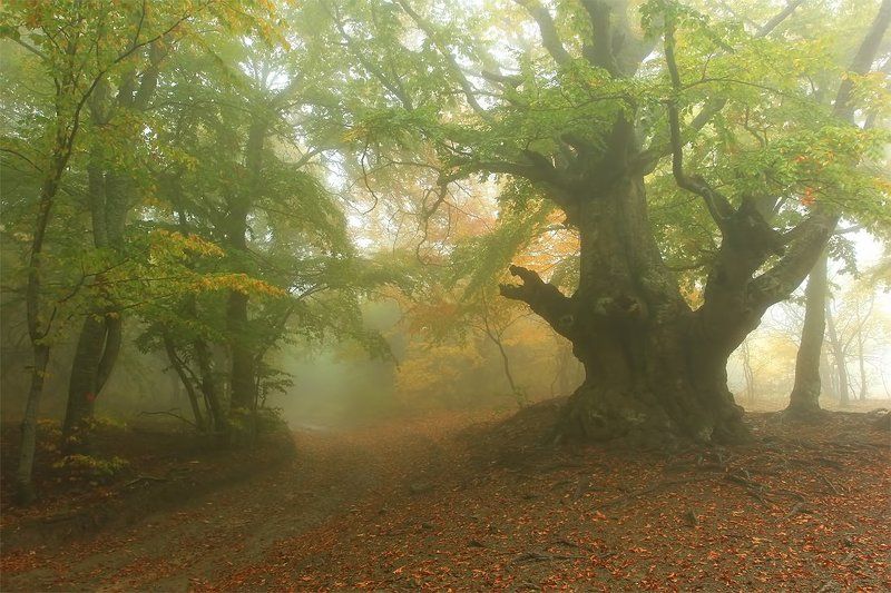 крым, демерджи, туман Страж Демерджиphoto preview