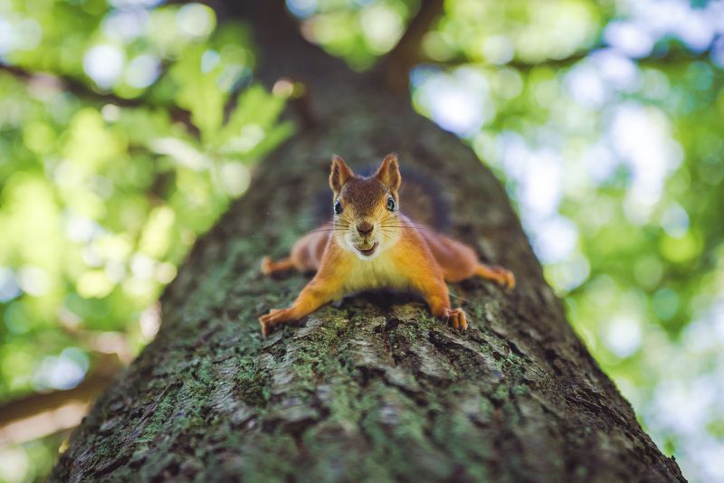 animal, background, beautiful, branch, brown, color, cute, day, eating, feed, fluffy, forest, front, fur, mammal, nature, nut, orange, outdoor, park, red, rodent, sitting, small, squirrel, summer, tail, tree, weekend, wild, wildlife, with Squirrel on tree with nutphoto preview