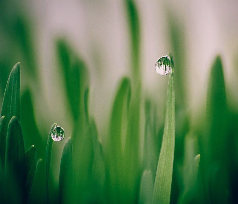 капли  ... фото превью