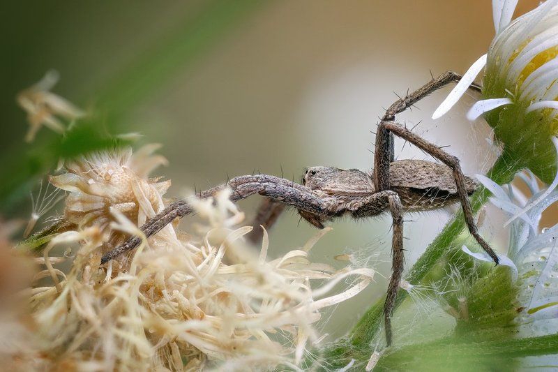 Диагональная ловушкаphoto preview