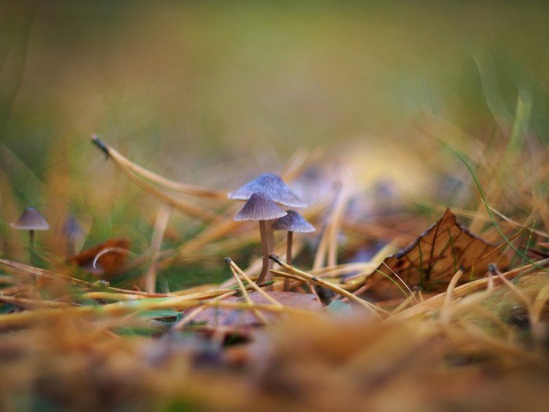 Грибы, Иголки, Листья, Макро, Осень, Поганки, Сосна Ядовитая семейкаphoto preview