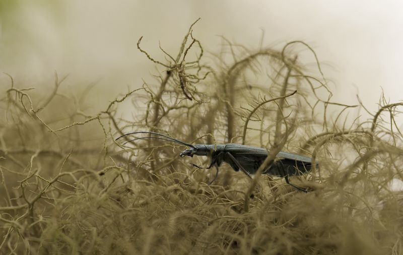 В сказочном лесу фото превью