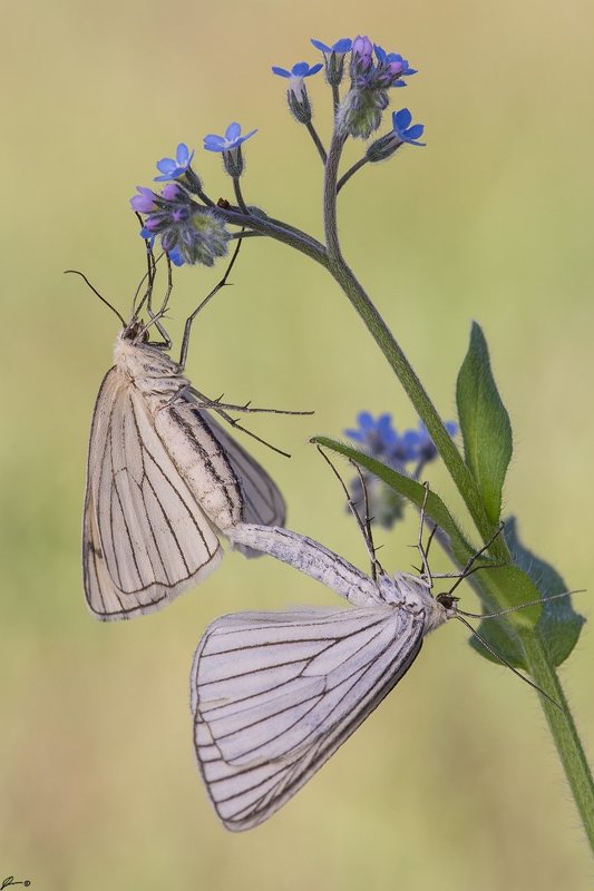 Butterfly, Flowers, Insect, Macro, Makro, Nature, Wildlife Siona lineataphoto preview