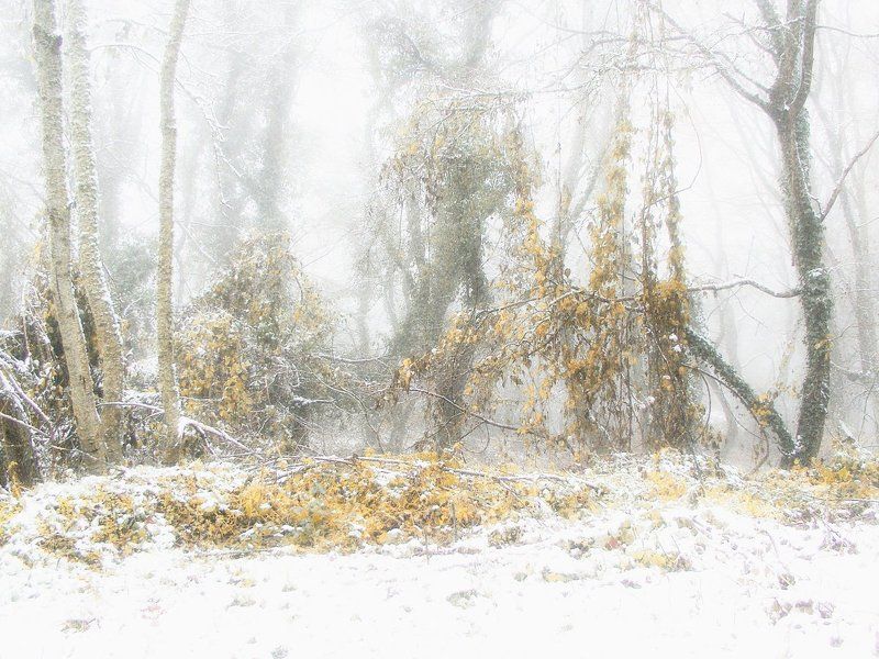 ПЕРВЫЙ СНЕГphoto preview