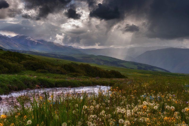 Бартагуль, Вечер, Горы, Одуванчики, Тургень, Цветы Пейзаж с одуванчикамиphoto preview