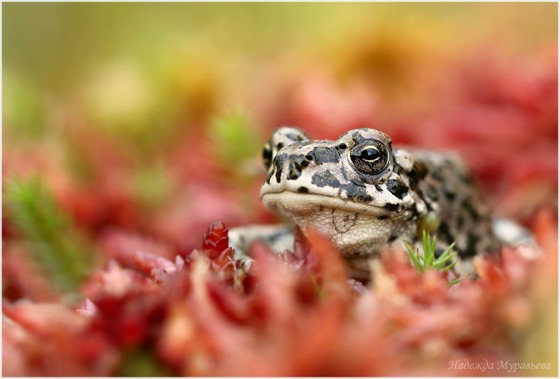 Bufotes viridis, Зелёная жаба Грустная в красномphoto preview