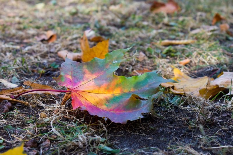 Осень маслом на холсте кленовом...photo preview