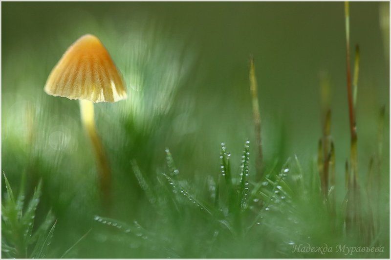 Болото Сима, Грибы, Мох \