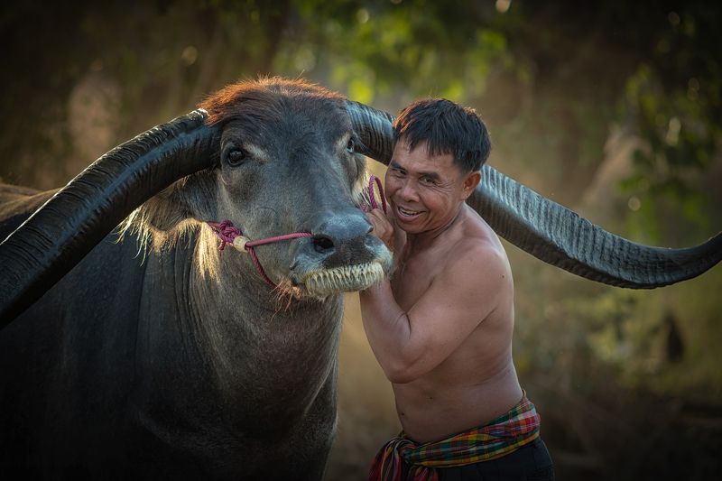 agriculture; animal; asia; asian; beautiful; beauty; buffalo; countryside; couple; culture; cute; face; farm; farmer; farmland; female; field; grass; green; handsome; happiness; happy; laos; leisure; lifestyle; long; love; mammal; meadow; myanmar; nature; Asian farmer with buffalo.photo preview