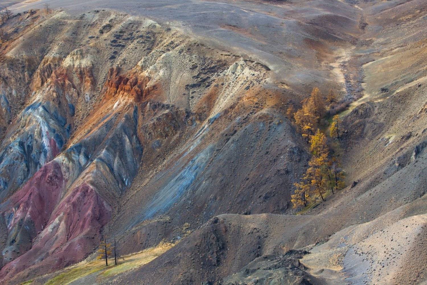 алтай, кызыл-чин, марс,цветная глина, цветные горы, лиственница,деревья, Ирина Назарова