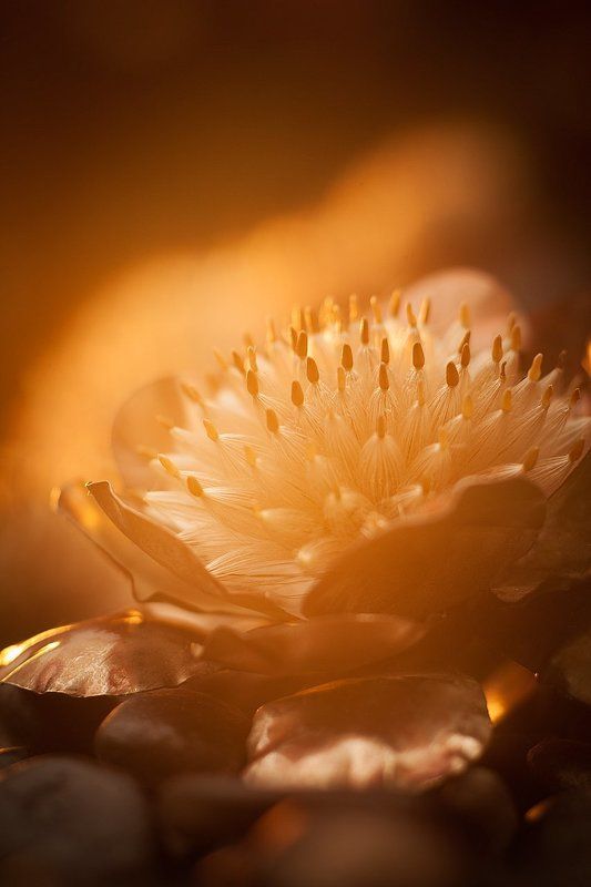 International Floral Art 2016-2017photo preview