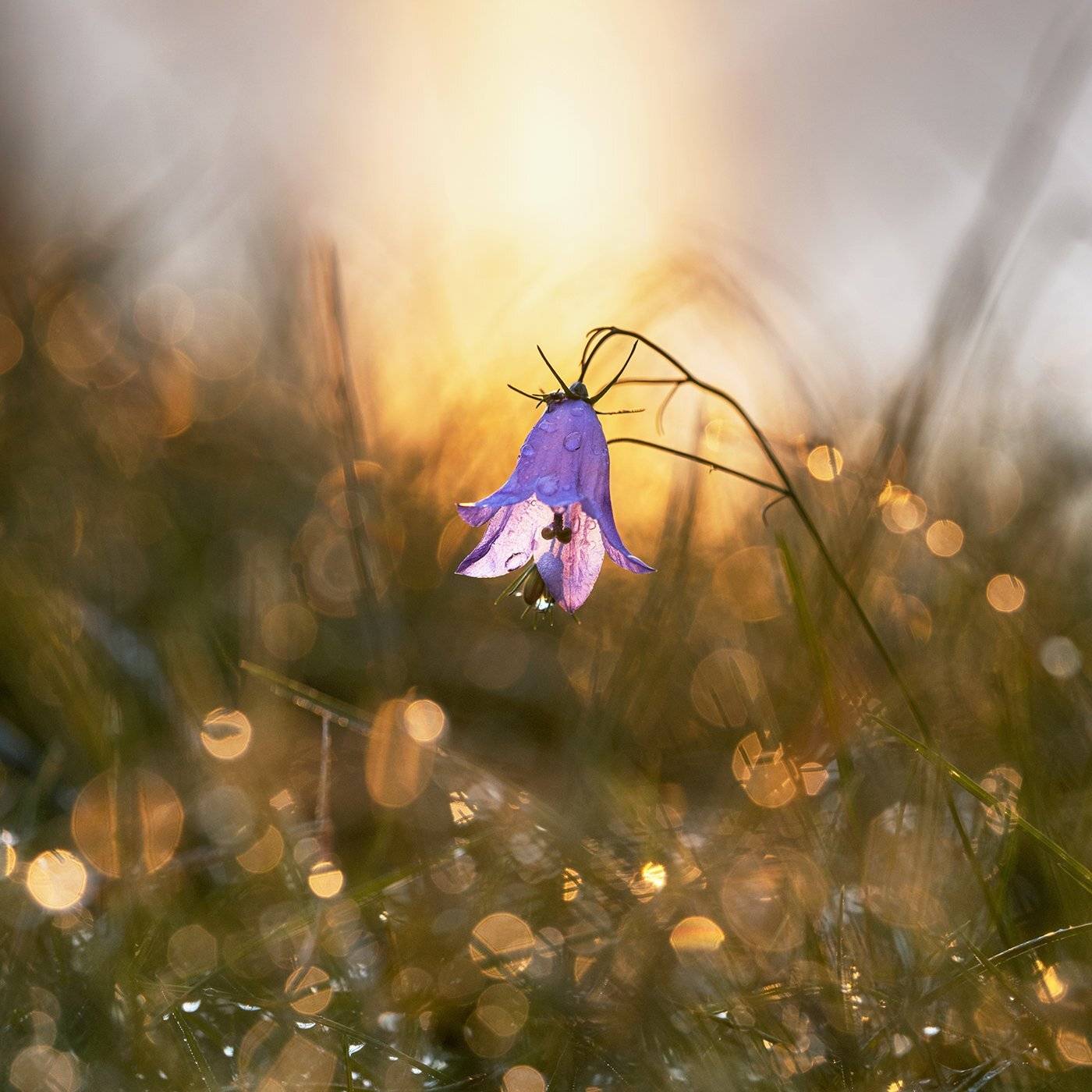 bell,bokeh,flowers,macro,sunrise,боке,колокольчик,макро,природа,рассвет,растения,роса,свежесть,цветы, Александр Иванов