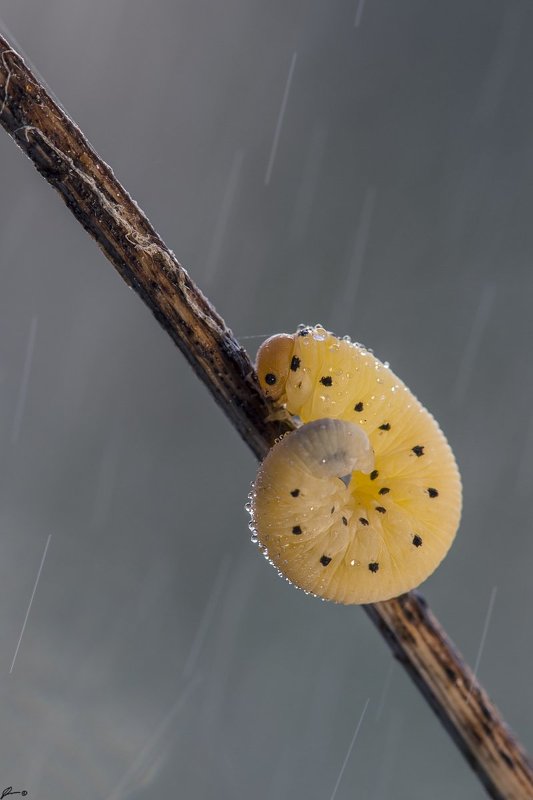 Insect, Macro, Makro, Nature, Wildlife Cimbex sp.photo preview