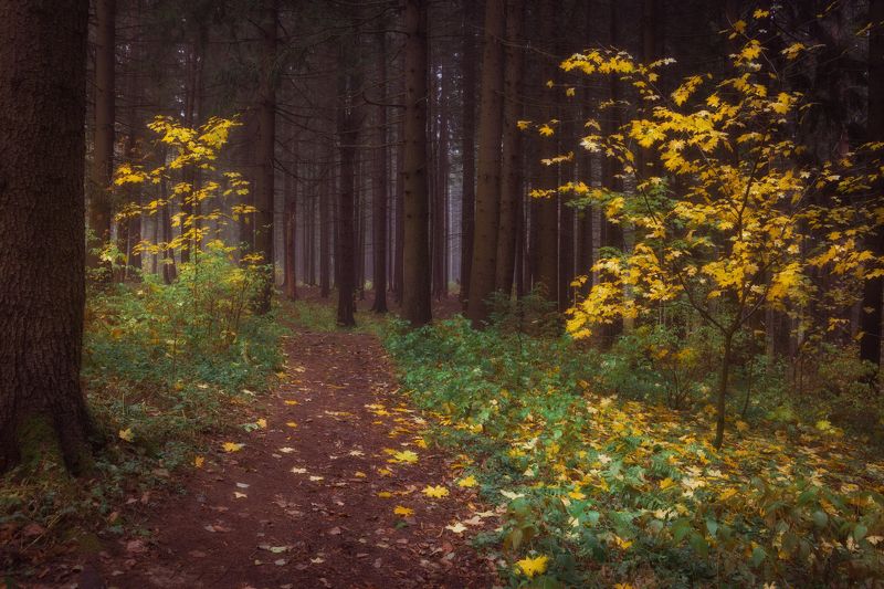 Пора осени пришла и в лес нас позвалаphoto preview