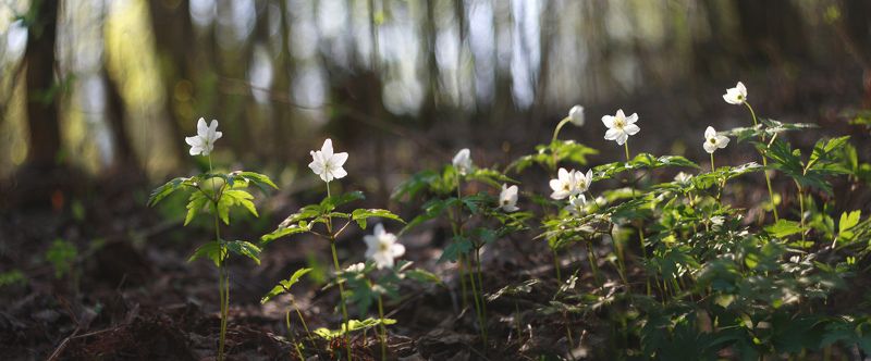 ветреница, весна Ветреница.photo preview