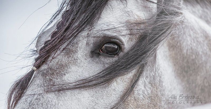 лошадь, серый, душа, небо, грива, глаза Душа Лошадиphoto preview