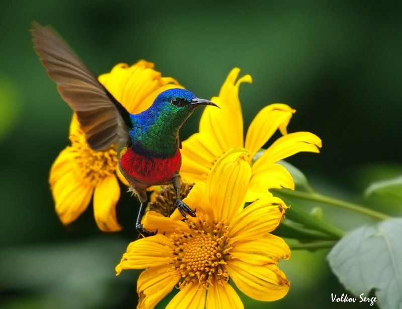 Африка, Дикая природа, Дикие животные, Птицы Привет, фотограф!photo preview