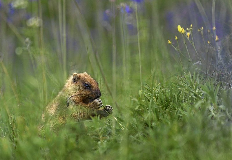 сурок-байбак Лакомкаphoto preview