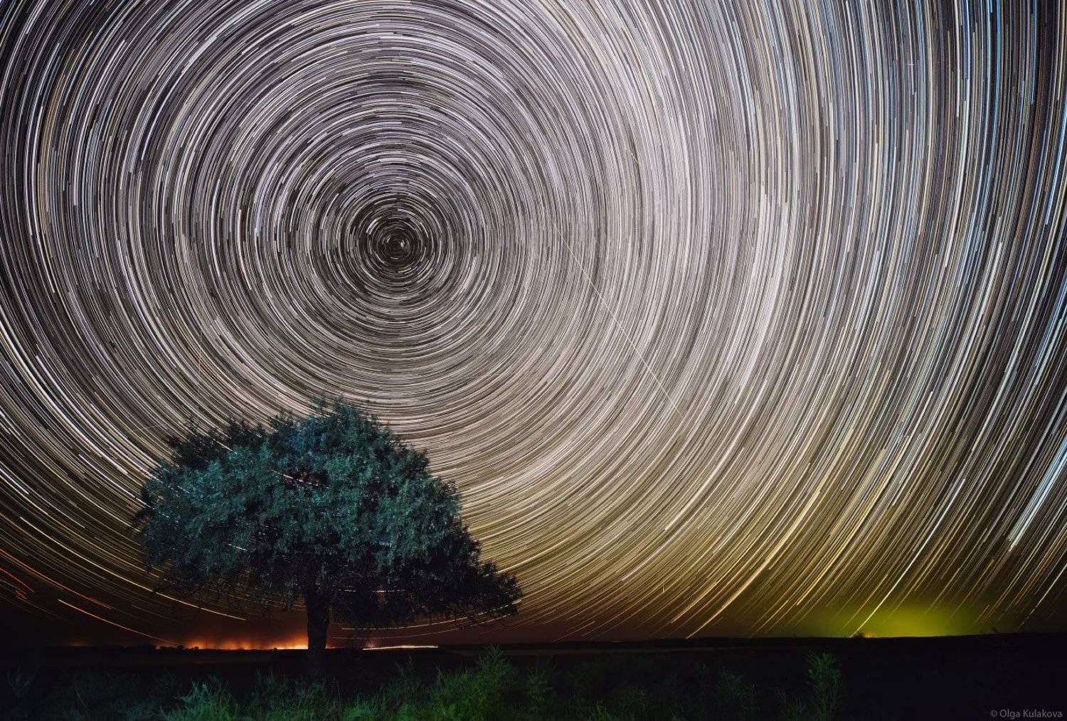 startrails, дерево, звездные треки, ночное небо, Ольга Кулакова