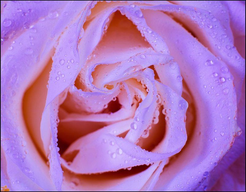 Розаphoto preview