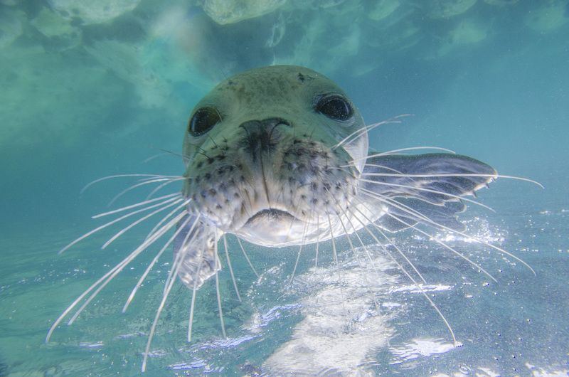 тюлень, природа, животные, океан, море, дикая природа, под водой, подводный мир Любопытствоphoto preview