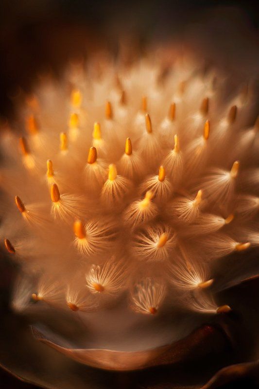 International Floral Art 2016-2017photo preview