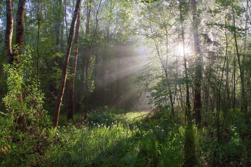 лес, утро, весна Русский лес )photo preview