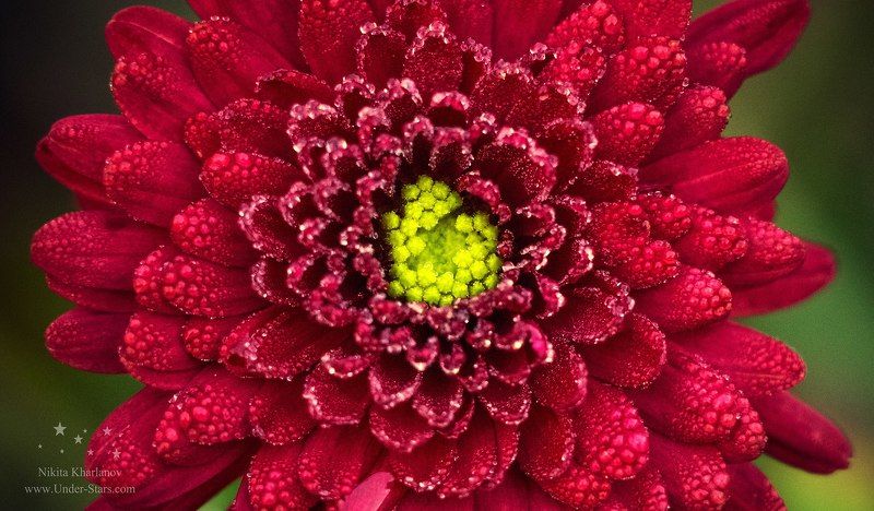 цветок, цветы, цвет, красный, макро, астра, хризантема, роса, капельки росы Утренний цветокphoto preview