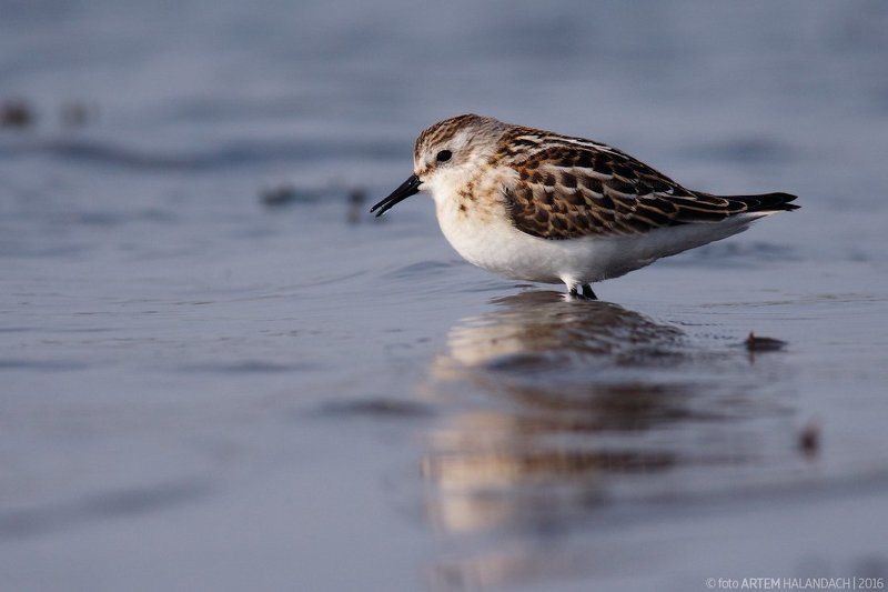 кулик-воробей, беларусь Похолодало.photo preview