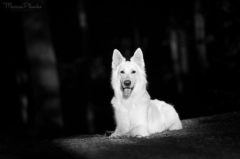 Виваphoto preview