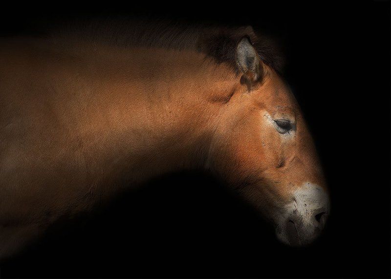 Лошадь Пржевальскогоphoto preview