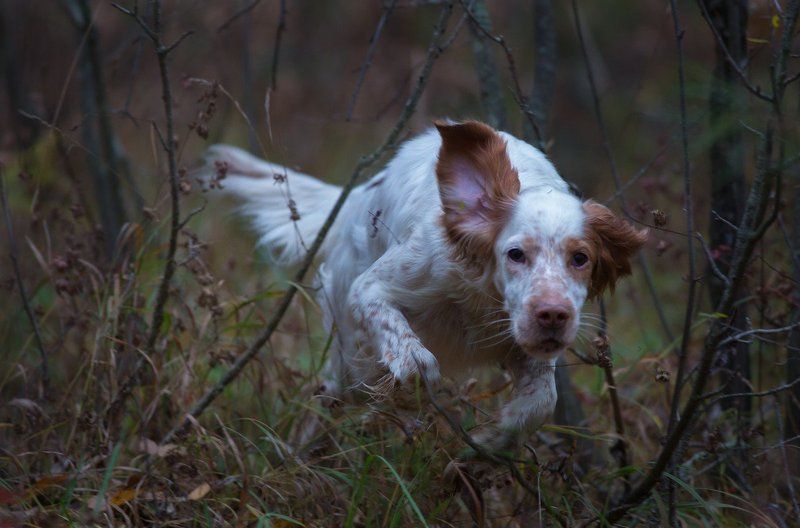 Английский сеттер, Охота, Сеттер Охотничий  инстикктphoto preview
