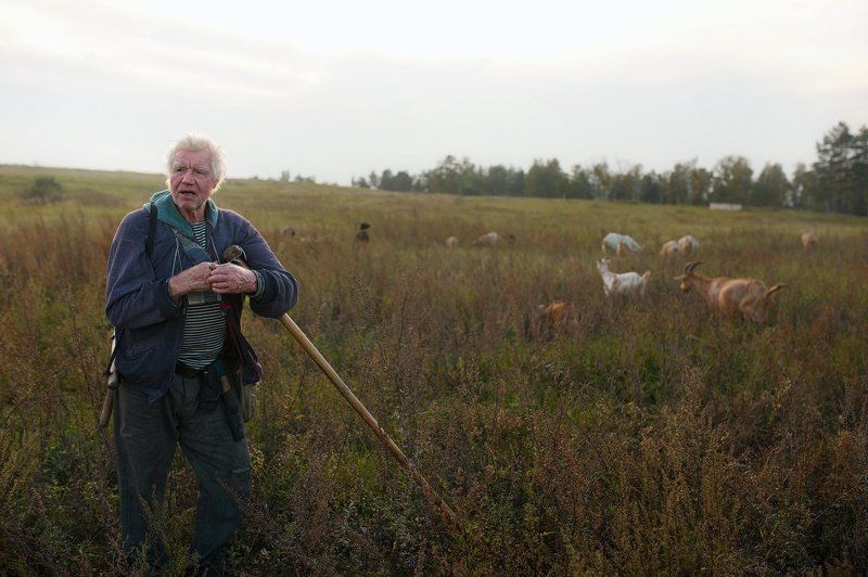 поле, козы, человек, возраст, седой, пастух, трава, трость Пастух фото превью