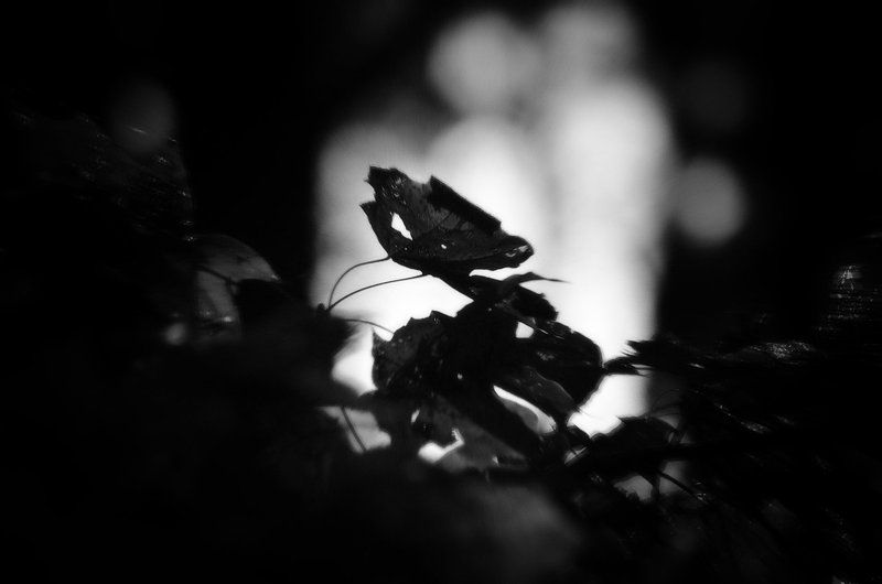 Медвежутьphoto preview