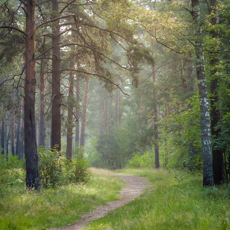 фото, Россия, Дубна, природа, лес, пейзаж, утроо Утренняя тишина.photo preview