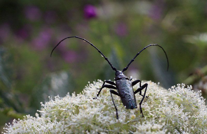 жук Усач )photo preview