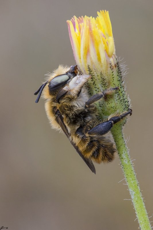 Flowers, Insect, Macro, Makro, Nature, Wildlife Megachile lagopodaphoto preview