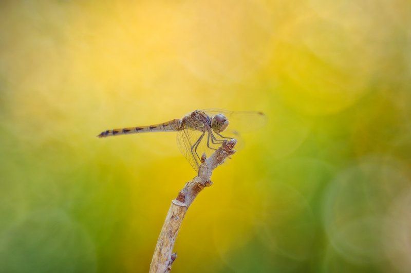 Стрекоза в осеннем бокеphoto preview